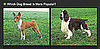 Do You Know Which Breed Is More Popular?