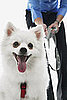 Interviewing Pets Before Renting Apartments