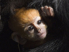 Baby Monkey