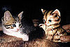 Pictures of Katy Perry's New Cat