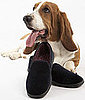 Basset Hound Trivia