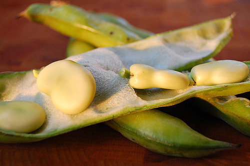 How to Cook Fava Beans