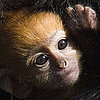 Biggest PetSugar Stories of the Week