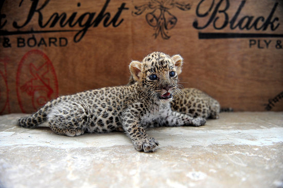 Baby Leopard Cubs