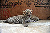 Baby Leopard Cubs