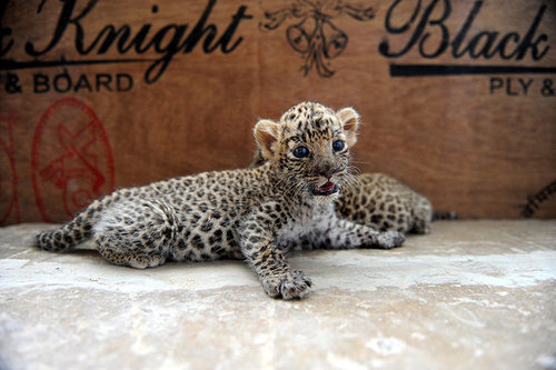 Pictures of Baby Leopards