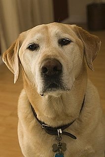 What Vets Think of Pet Names