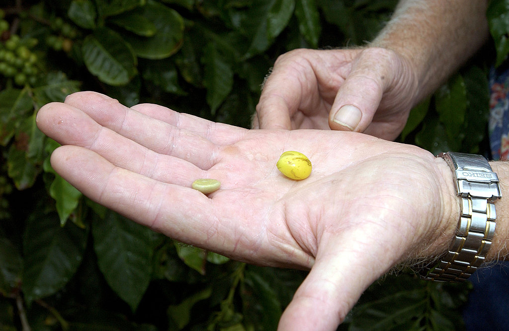 Coffee beans are extracted from coffee cherries in a stage known as processing. Coffee beans are extracted from coffee cherries in a stage known as processing.