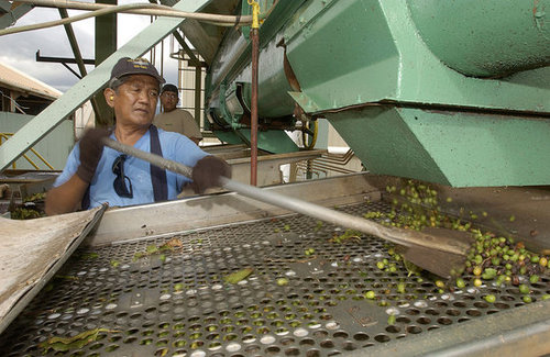 Washed, or wet, processing is one method. Washed, or wet, processing is one method.