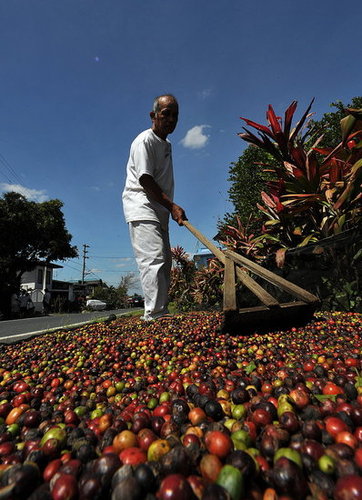 Dry, or natural, processing, is another. Dry, or natural, processing, is another.