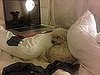 Serena Williams Tweets Picture of Dog Sleeping