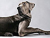 Dogs and Cats Recognize Sounds