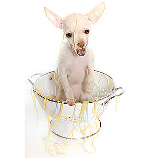 People Food For Pets