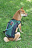 Hydration Vest For Hiking Dogs