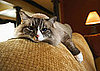 New Device Allows Your Cat to Tweet