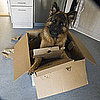 Moving With Pets