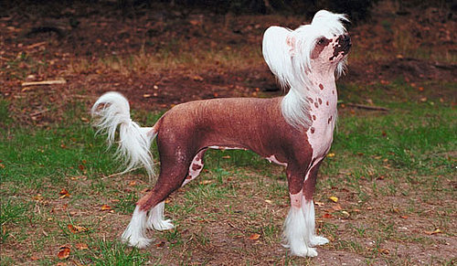 Chinese Crested Dogs Facts