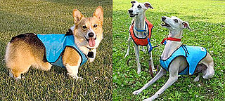 Dog Cooling Vest Beats a Bath Any Day