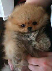 Picture of Kelly Osbourne's New Dog Picture of Kelly Osbourne's New Dog