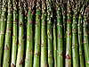 Would You Rather Eat Thin or Thick Asparagus?