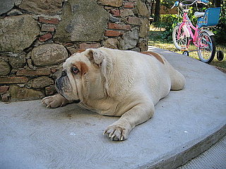 Dog Seized by Authorities For Being Too Fat
