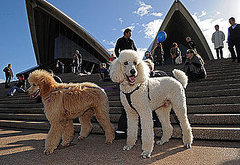 Music For Dogs Festival Takes Sydney By Storm