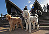Music For Dogs Festival Takes Sydney By Storm