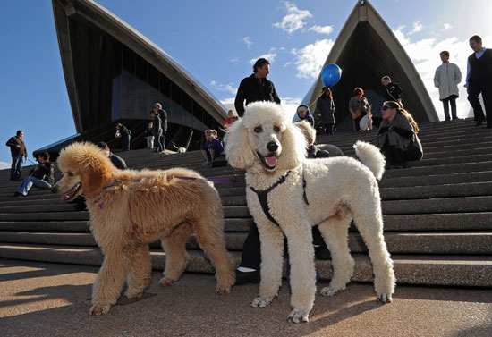 Music For Dogs Festival Takes Sydney By Storm Music For Dogs Festival Takes Sydney By Storm