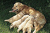 Did Mariah Carey's Dog Have a Puppy?