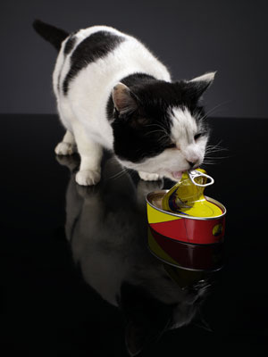 Iams ProActive Cat Food Recall