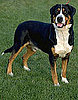 What Do You Know About Greater Swiss Mountain Dogs? 