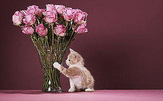 How to Dry Flowers With Kitty Litter