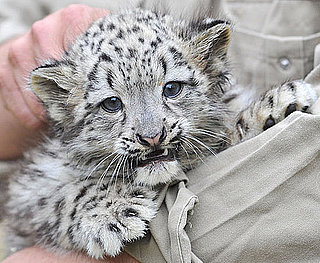 Pictures of Baby Snow Leopards