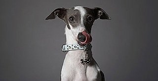 Facts About Italian Greyhounds