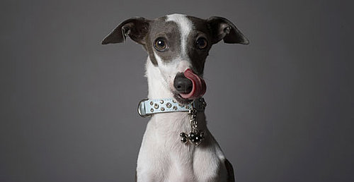 Facts About Italian Greyhounds