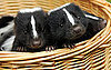 Pictures of Baby Skunks