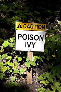 Baking Soda Relieves Itch of Poison Ivy, Poison Oak, and Poison Sumac