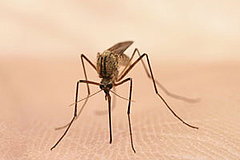 How to Avoid Mosquitoes How to Avoid Mosquitoes