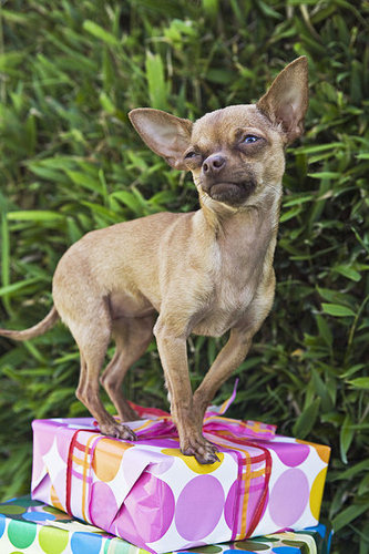 How About Birthday Presents? How About Birthday Presents?