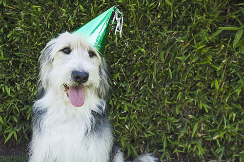 How About Birthday Hats? How About Birthday Hats?