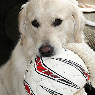 Do Your Dogs Enjoy Human-Sized Toys?