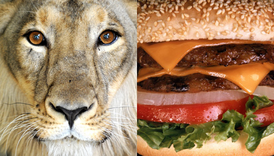 Mesa, AZ, Restaurant Il Vinaio Serves Controversial Lion Meat Hamburger For World Cup