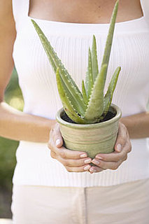How to Use Aloe Vera For Sunburn 2010-06-29 13:00:52