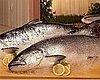 FDA Reviews Genetically Engineered Salmon