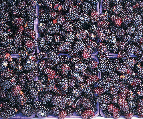 Nutritional Facts About Blackberries