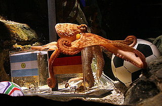 Octopus Predicts Germany the Quarterfinal World Cup Winner in Germany