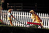 Neighbors Dog Names