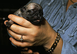 When Can I Take a Puppy Home?