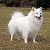 Dogs From the US