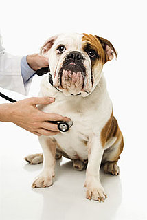 Salmonella Recalls For Pet Supplements
